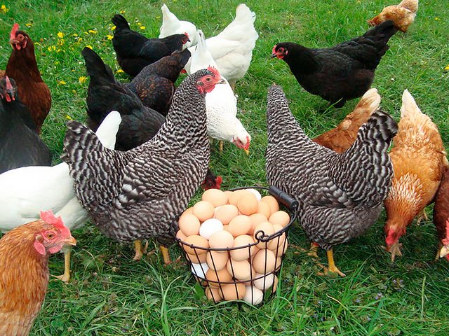 Содержание кур и уход за ними | ЗооТом - продажа, вязка и услуги для животных в Юрге