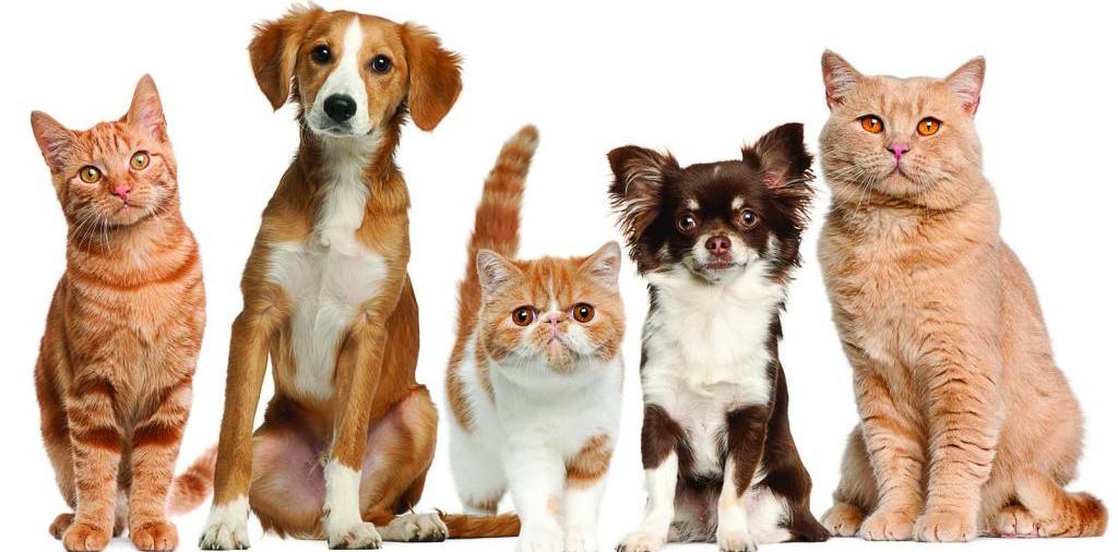 Доска объявлений о животных | ЗооТом - продажа, вязка и услуги для животных в Юрге