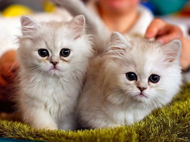 Породы кошек в Юрге | ЗооТом портал о животных