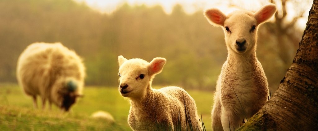 Объявления о сельскохозяйственных животных | ЗооТом - продажа, вязка и услуги для животных в Юрге