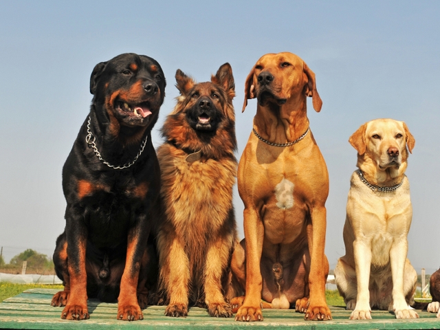Крупные породы собак в Юрге | ЗооТом портал о животных